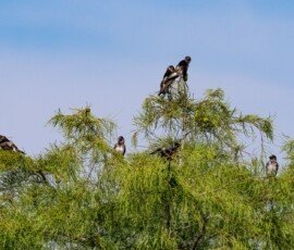 Purple Martins