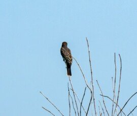 Eastern Kingbird