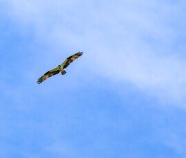 Osprey