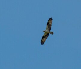 Osprey