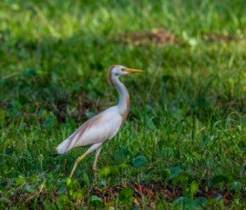 Western Cattle Egret