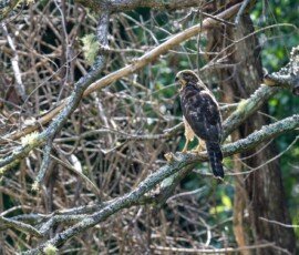 Broad-winged Hawk