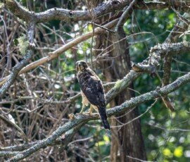 Broad-winged Hawk