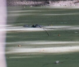Alligator
