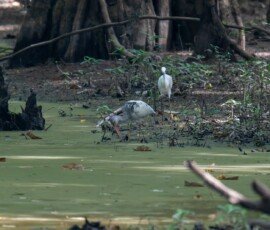 White Ibis & Snowy Egret