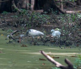 White Ibis & Snowy Egret