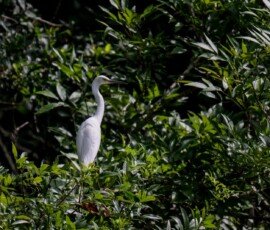 Great White Egret