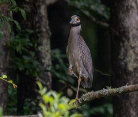 Yellow-crowned Night-Heron