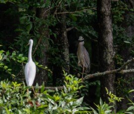 Yellow-crowned Night-Heron