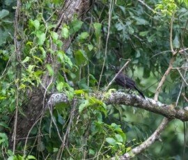 Common Grackle
