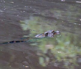Alligator
