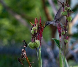 Hummingbird on Canna lily