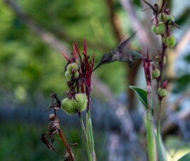 Hummingbird on Canna lily