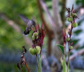 Hummingbird on Canna lily