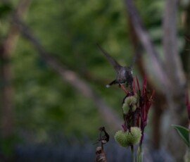 Hummingbird on Canna lily
