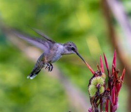 Hummingbird on Canna lily