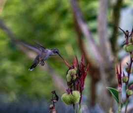 Hummingbird on Canna lily