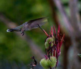 Hummingbird on Canna lily