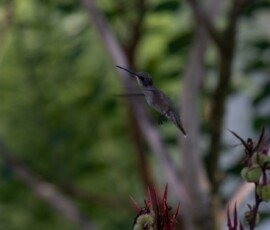 Hummingbird on Canna lily