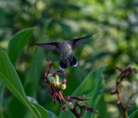 Hummingbird on Canna lily
