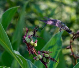 Hummingbird on Canna lily