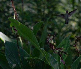 Hummingbird on Canna lily