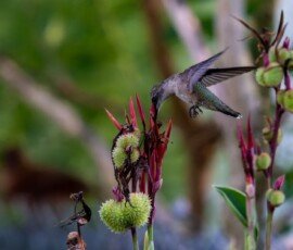 Hummingbird on Canna lily