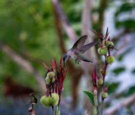 Hummingbird on Canna lily