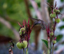 Hummingbird on Canna lily