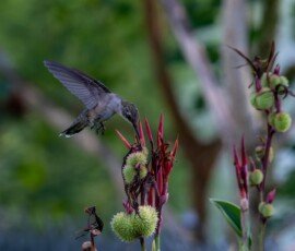 Hummingbird on Canna lily