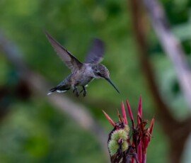 Hummingbird on Canna lily