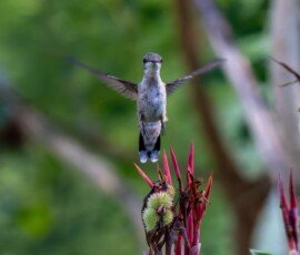 Hummingbird on Canna lily
