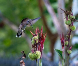 Hummingbird on Canna lily