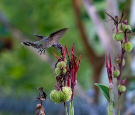 Hummingbird on Canna lily