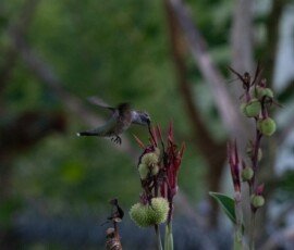 Hummingbird on Canna lily