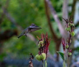 Hummingbird on Canna lily