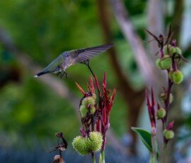 Hummingbird on Canna lily