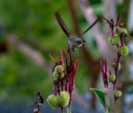 Hummingbird on Canna lilyF