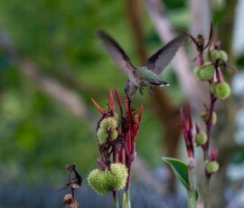 Hummingbird on Canna lily