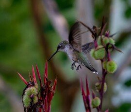 Hummingbird on Canna lily