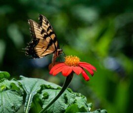Eastern Tiger Swallowtail butterfly on a Mexican sunflower