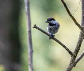 Carolina Chickadee