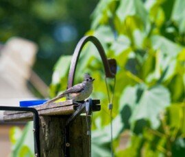 Tufted Titmouse