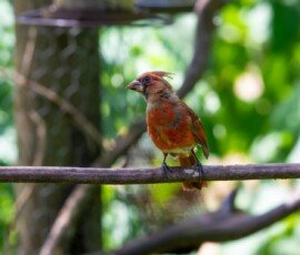 juvenile Northern Cardinal