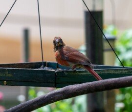 juvenile Northern Cardinal