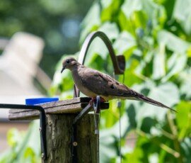 Morning Dove