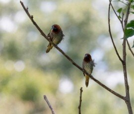 Scaly-breasted Munia