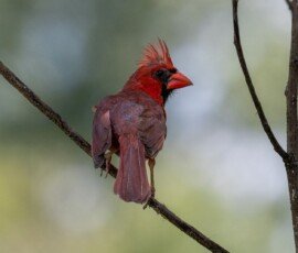 Northern Cardinal