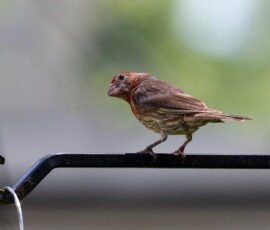 male House Finch