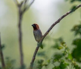 Scaly-breasted Munia